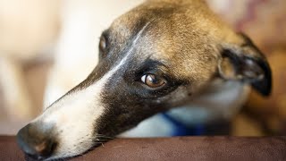 Getting to Know the Whippet Breed History and Origins [upl. by Ric]