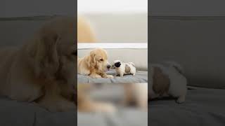 Golden Retrievers Sweet Reaction Meeting A Stray Puppy For The First Time goldenretriever puppy [upl. by Godart136]