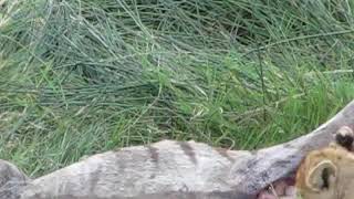 Lion Cubs eating zebra‘s intestines [upl. by Abebi]