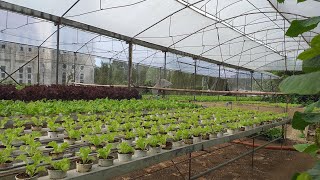 Antipolo Hydroponics farm [upl. by Patton881]