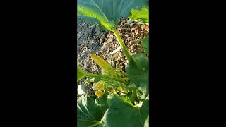 These Zucchini Are Not Pollinated Properly farming gardening garden grill gaming games [upl. by Airdnua]