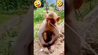 Monkey Business The Funniest Primate Moments😁🤣😁 [upl. by Donelson731]