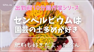 【多肉植物172】【出勤前作業】センペルビウムには濃いめの土🤺 [upl. by Natsyrt]