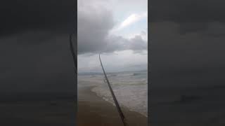 Awesome Bronze Whaler on Seven Mile Beach [upl. by Willms]