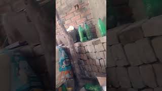 pigeon song D35 million newsong dj bhojpuri short video [upl. by Kajdan]