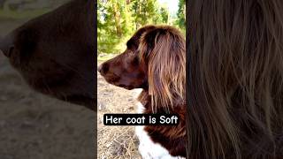 Small Munsterlander Pointer Coat characteristics  Coat characteristics in hunting dogs [upl. by Haisoj465]