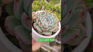 Echeveria chihuahuaensis Repotting❤️💚 succulents succulent succulentobsession succulentvarieties [upl. by Aleahs292]