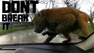 Knowsley Safari Park 2020  Monkeys All Over My Car [upl. by Suisyola328]