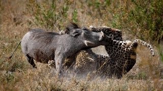 Leopard Vs Warthog [upl. by Towrey417]