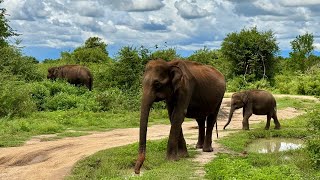 Udawalawe National Park Sri Lanka 🇱🇰 [upl. by Aikemal285]