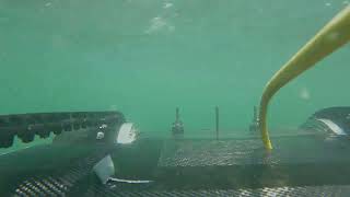 Field Testing of Amphibious CycloUUV [upl. by Dickerson]