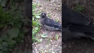 Complaining Currawong [upl. by Laehctim]