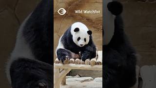 Pandas World Champions in Doing Absolutely Nothing And Loving It facts panda animals wildlife [upl. by Vezza]