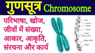 chromosome  gunsutra  chromosome structure and function  gunsutra ki sanrachna karya  गुणसूत्र [upl. by Freda]