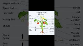 Flowering plants life cycle plants [upl. by Nebuer]