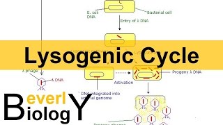 Lysogenic Cycle [upl. by Halik393]