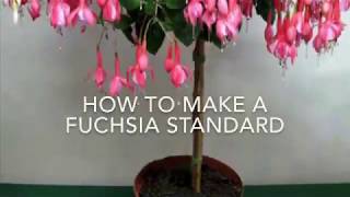 How to Make a Fuchsia Standard  Fuchsia Tree How To Make A Standard Fuchsia Get Gardening [upl. by Bogey592]