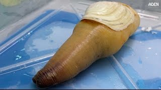 Geoduck Sashimi  Street Food in Japan [upl. by Padriac]