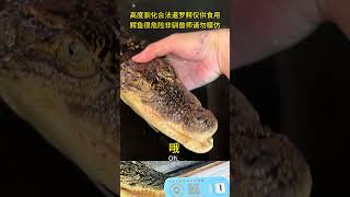 鳄鱼撒娇的声音你听过没？ reptiles 鳄鱼 crocodile 鳄鱼 分享 animals 分享 猛兽 寵物 猛兽 寵物 搞笑 cute 饲养员 [upl. by Sloane]