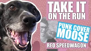 REO Speedwagon  Take It On The Run Pop Punk cover by Punk Cover Moose [upl. by Jump197]