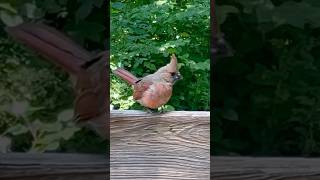 Young Cardinal Bird cardinalbird birdspotting birdwatchingjoy birders mybackyardbirding [upl. by Yarw902]