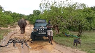 Ali Koti Walassu අලි කොටි වලස්සු මැද යාල සෆාරි  Yala Safari Among Elephants Leopards And Bears [upl. by Yslehc]