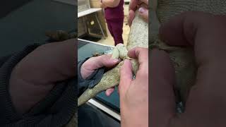 Removing impacted femoral pores on a bearded dragon [upl. by Adnawuj]