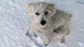 Milo the Schnoodle puppy First Snow [upl. by Catton367]