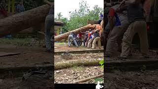 The process of loading the log into the truck  Hard Workers [upl. by Danette402]