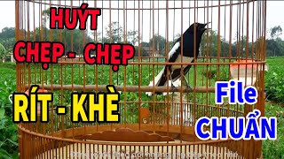 Chòe than mồi  HUÝT  CHẸP  CHẸP  RÍT  KHÈ  KÍCH CHIM RỪNG VỀ ĐẤU  ÂM CHUẨN NHẤT [upl. by Ilyse]