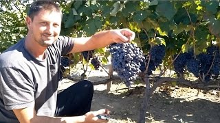 How to Prune and Grow Grapes  A Complete Garden Growing spur type guide [upl. by Eceertal]