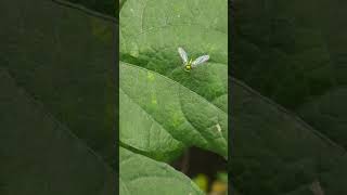 I found Condylostylus sipho long leg fly in India रंगबिरंगी लंबे पैरो वाली मख्खी [upl. by Karlene336]