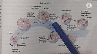 Membrane Infolding Concept of Evolution of Eukaryotes from Prokaryotes Class12Biology [upl. by Aleedis]