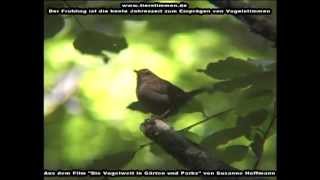 Vogelstimmen erkennen im Frühling [upl. by Imuy331]