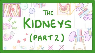 Biology  Structure of the Kidneys  Kidneys Part 23 28 [upl. by Ikram56]