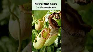 Natures Meat Eaters  Educational Short for Kids [upl. by Attela]