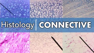 Histology  Connective Tissue [upl. by Aisel]