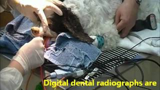 Dog Dental  Teeth Cleaning [upl. by Ahsinev]