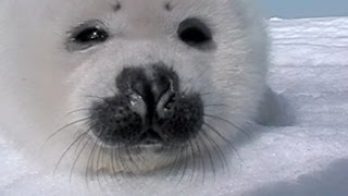 Baby Seal Gets Up Close And Personal [upl. by Aramoy719]