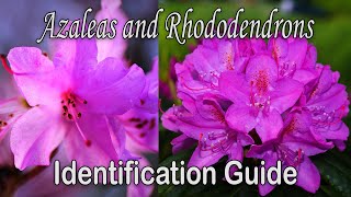 Whats the difference between Azaleas and Rhododendrons  Plant Identification Guide [upl. by Peedsaj848]