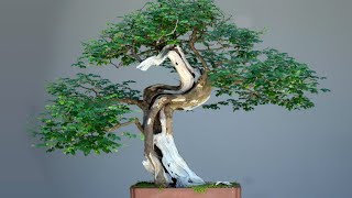 HISTÓRIA COMPLETA DO BONSAI DE PITHECO MONSTRO  LONGÃO [upl. by Simpson668]