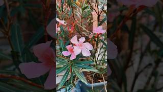 Nerium oleander is a poisonous perennial plant of the periwinkle family nerium plant flowers [upl. by Cathy]