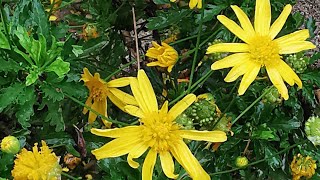 Ευρύωψ χρυσανθεμοειδής Euryops chrysanthemoides στο Κάστρο του Αγίου Γεωργίου της Λισαβόνας [upl. by Narib378]