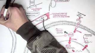 Pharmacology  Glucocorticoids [upl. by Esela]