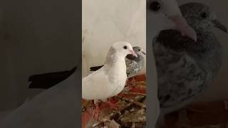 Low flying home breeds 🔥 shortvideos pigeon pigeonbreeds viral shorts [upl. by Norok]