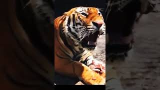 Angry Tiger Roaring8k video ultra HDshorts trending wildlife [upl. by Naus]