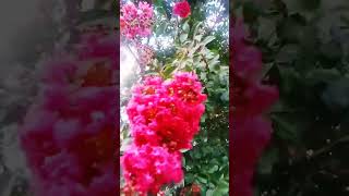 lagerstroemia indica flower 🌺 lagerstroemiaviral shorts  beautiful flowers 🌺 [upl. by Velma]