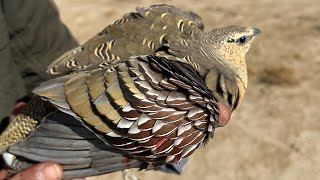 Sandgrouse hunting [upl. by Annohsak]