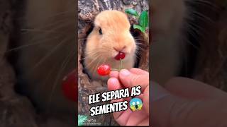 Coelho Comendo 🍒 🐇 alegriapet petsengraçadosanimaisfofos amiguinhospet [upl. by Calabrese244]