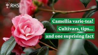 Camellia varietea Cultivars tips and one surprising fact  The RHS [upl. by Donoho]